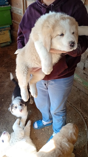 Ciobănesc asia centrală  - imagine 2