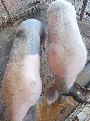 porci crescuți  natural.  - imagine 4