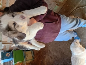 Ciobănesc asia centrală 