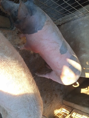 porci crescuți  natural.  - imagine 5