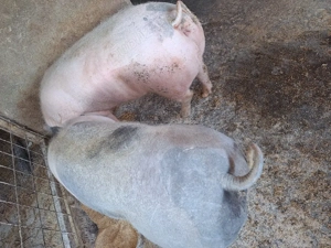 porci crescuți  natural.  - imagine 2