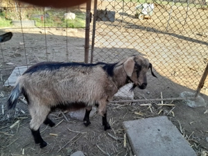 Vând curcan și un Ied - imagine 3