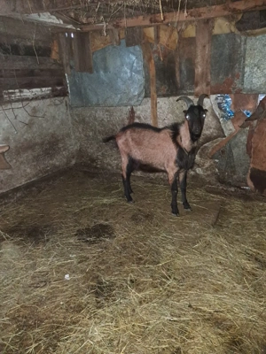 tap   paci  - imagine 3