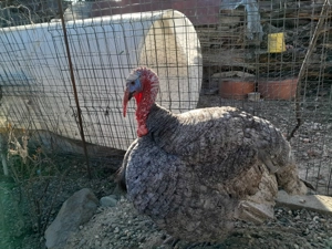 Vând curcan și un Ied - imagine 2