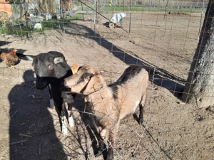 Vând curcan și un Ied - imagine 5