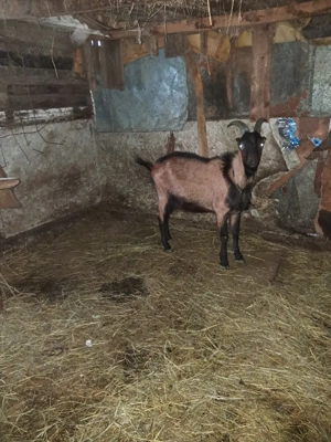 tap   paci  - imagine 2