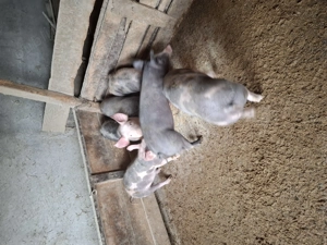 Vând șoldani castrați și deparazitați  - imagine 2