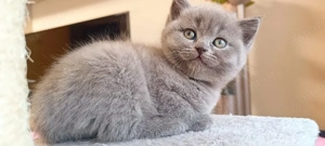 Pui de pisica rasa British Shorthair - imagine 3