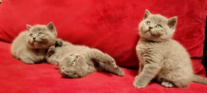 Pui de pisica rasa British Shorthair