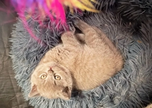 Pui de pisica rasa British Shorthair - imagine 5