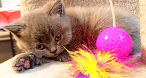 Pui de pisica rasa British Shorthair - imagine 4