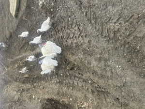 Curcani si curci de vânzare  - imagine 3