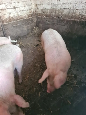Porci 80 100 kg