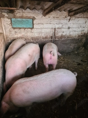 Porci 80 100 kg - imagine 2