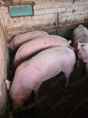 Porci 80 100 kg - imagine 3