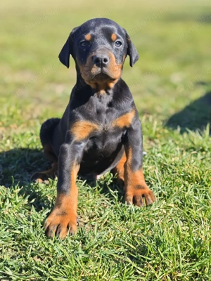Pui de Doberman European  - imagine 4