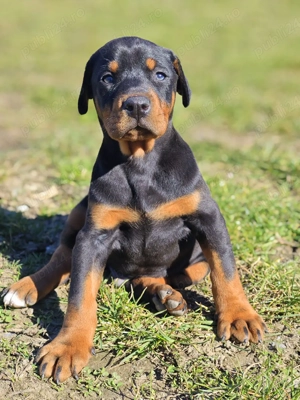 Pui de Doberman European  - imagine 3
