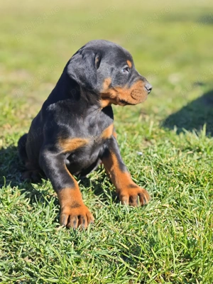 Pui de Doberman European  - imagine 5