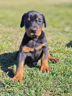 Pui de Doberman European  - imagine 2
