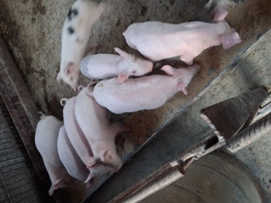 Vând purcei de 13 săptămânii  - imagine 3