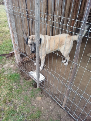 kangal mmascul 1 an junate - imagine 4