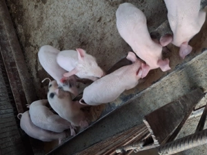 Vând purcei de 13 săptămânii  - imagine 2