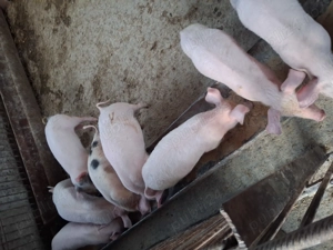 Vând purcei de 13 săptămânii 