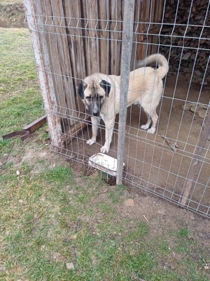 kangal mmascul 1 an junate - imagine 2