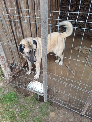 kangal mmascul 1 an junate - imagine 3