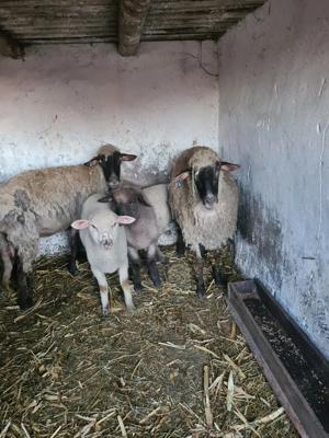 oițe de vânzare  - imagine 2