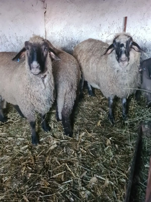 oițe de vânzare  - imagine 3