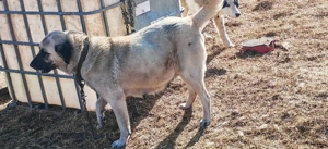 Vând cățeaua kangal - imagine 2