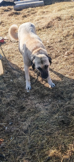 Vând cățeaua kangal - imagine 3