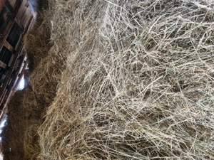 Fân nou uscat în verde 