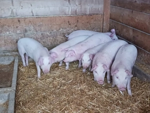 vând purcei soldanasi  de  12 săptămâni  27-28 kg