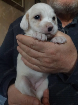 Pui cocker spaniel - imagine 2