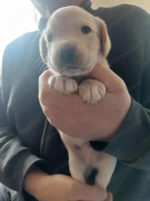 Pui cocker spaniel - imagine 3