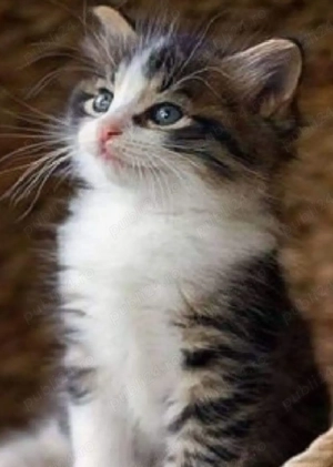 Siberiana de Padure - imagine 3