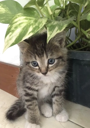 Siberiana de Padure - imagine 2