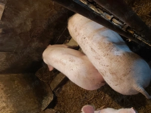 Porci de vanzare - imagine 2