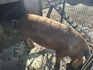 Se vinde, pentru tăiat sau monta crescuta bio - imagine 3