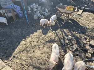 De vanzare. - imagine 2