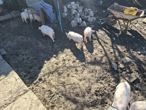 De vanzare. - imagine 3