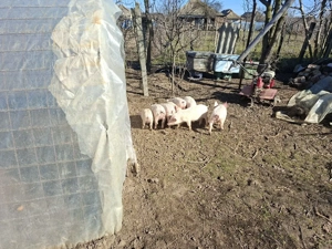 De vanzare. - imagine 4