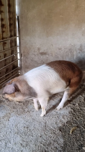 Porc de vânzare   crescut natural la gospodărie