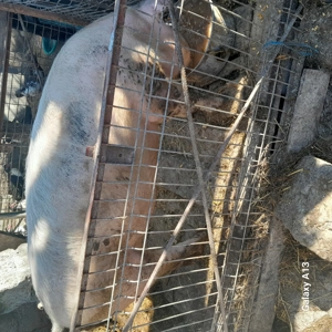 Porc castrat de carne! - imagine 2