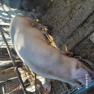 Porc castrat de carne! - imagine 3
