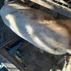 Porc castrat de carne! - imagine 4