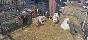 De vanzare capre tinere cu iezi lângă iele - imagine 2