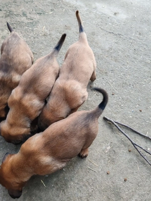 Coibanesc belgian malinois 